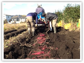 サツマイモの収穫（相模原市緑区大島）