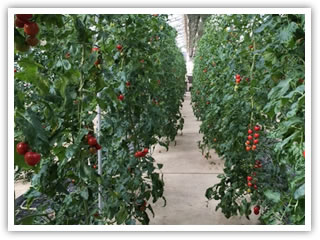 トマトの栽培（SCSK多摩センター温室）