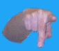 uov